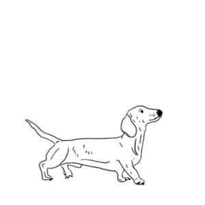 dachshund,puppy,dog,illustration,hot dog,pretzel,dog pretzel