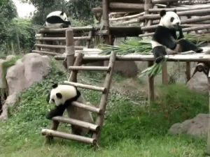 drunk,panda