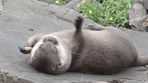 funny,animals,cute,nuts,otters