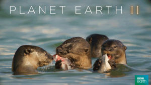 dinner,eating,greedy,food,city,otter,cities,meal,planet earth 2,bbc earth