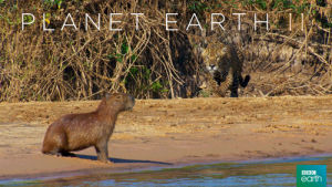 capybara,nature,jaguar,run,bbc,surprise,hide,hunt,planet earth 2,pounce