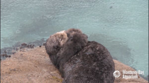 kiss,rain,otter,monterey bay aquarium,sea otter,sea otter pup,otter pup