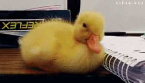 duck,sleep,falling asleep,tired,nap,working from home,shake it out