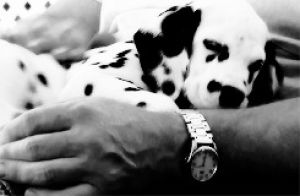 dog,dogs,dalmatian,animals,puppies,dog s,roll over,puppy s,dog breeds,dogedit