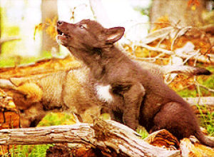 wolves,wolf,animals,climbing,cub,howl,bark