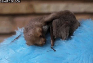 bats,bat,funny,animals,cute,tired,babies,sleepy,yawning,yawns,baby bat yawns