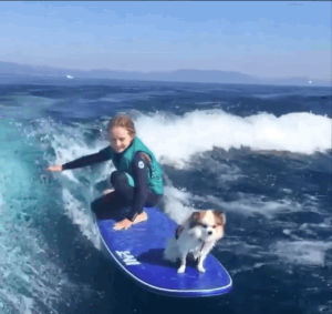 surfing,dog surfing,surf dog,surfing dog,haha,water,bad ass,cool dog,awesome dog,beach dog,dog