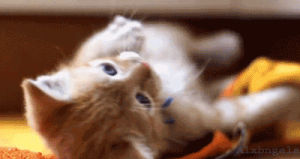 amanda seyfried,cute kitten,pawing