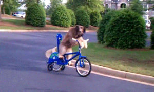 animals,moving,dog,biking,some people cant ride bikes
