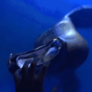 tank,seal,biting,hand,scary,sea,eat,lion,trying