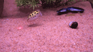 aquarium,fish tank,red,fish,laser,following,laser pointer