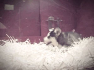 husky,cinemagraph,puppies