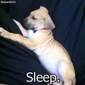 sleeping,shaytards,cute,dog,animals,puppy,couch,lying,zeke