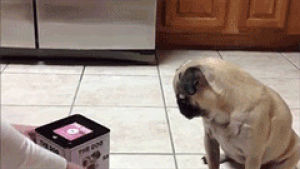 dog,scared,jumping,box,pug