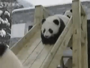 fail,panda,slide