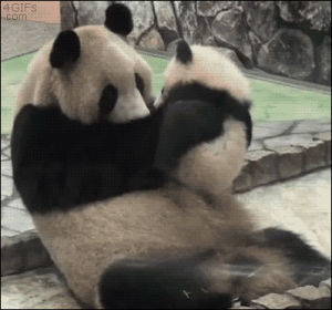panda,baby,kisses