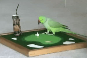 bird,golf,playing