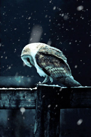 winter,snow,owl