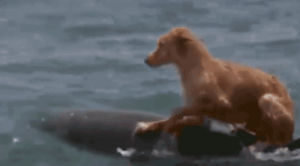 dolphin,animals,dog