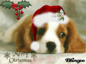 christmas animals,dog,animals,puppy,animal christmas,looks sad,wears santa hat,lays on floor