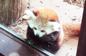 red panda,watching,animals,fox,panda,looking,following