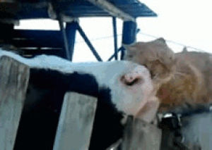 cow,animal friendship,cat,licking