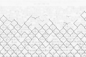 art,bird,loop,visual poetry,birds,artists on tumblr,artist,cinemagraph,relax,perfect loop,freedom,motion design,minimal,zen,fence,alcrego,eternal loop,slave,a l crego,slaves,motion photo,conis