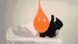 slow motion,cat,kitten,popping,water balloon