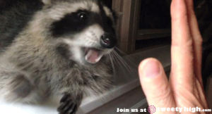 interested,high five,raccoon,animals