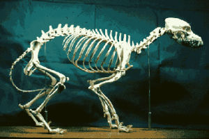 skeleton,display,art,artists on tumblr,glitch,animal,glitch art,colorful,bones,dog skeleton,glitcherinne