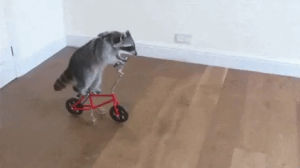 bicycle,raccoon,trash panda