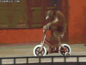 monkey,win,animals,bikes,categorycritters