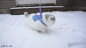 kitten,time,snow