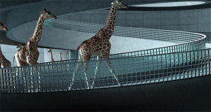 giraffes,art,animation,tumblr featured,swimming