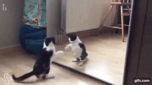 mirror,time,first,kitten