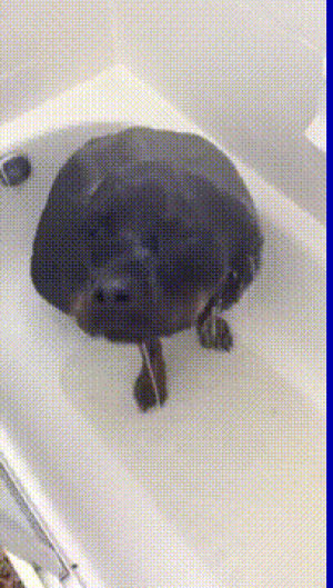 shower,rottweiler,taking