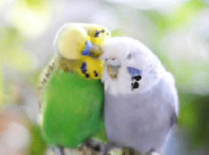 budgies,parakeet,love,animals,bird,kisses,grooming,lovebird