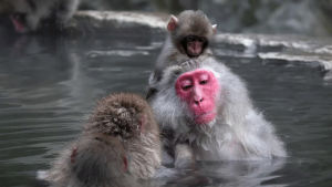 macaques,spring,nature