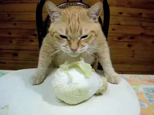cabbage,cat,tucking