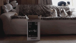 cat,fail,jump,box