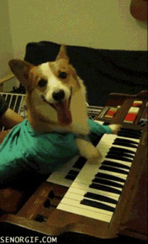 animals,organ,keyboard corgi,keyboard,corgi,dog,cute,memes,best of week,corgi keyboard