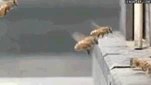 falling,buzzing,animals,fail,memes,flying,bee,believe,bees,puns,hovering,colliding