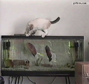 cat,scared,fish,fish tank