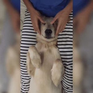 dog,relaxed,massage