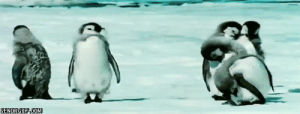 penguin,penguins,flapping,dancing,cute,animals,snow,chilling,preening,waggling