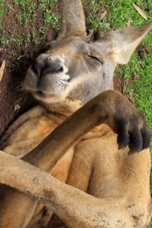 sleeping,kangaroo