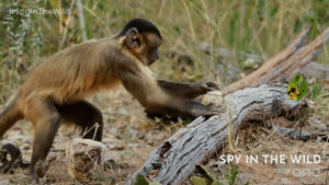 monkey,funny,cute,nature,bbc,tongue,bbc one,bbc1,wildlife,spy in the wild