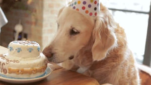 happy birthday,birthday cake,dog,birthday