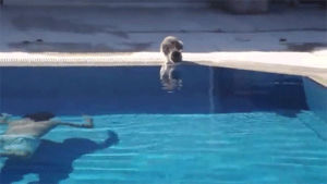 pool,cat