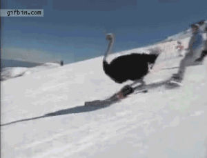 skiing,ostrich,chat,gifaday,funny,animals,man,skating,cubie